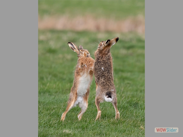 Boxing Hares - Lynn Rix - Highly Commended
