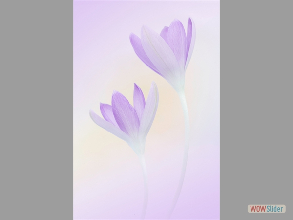 Crocuses - Sophia Spurgin - Highly Commended