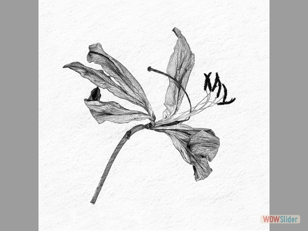 Decaying Lily - Pat Frewin - Highly Commended