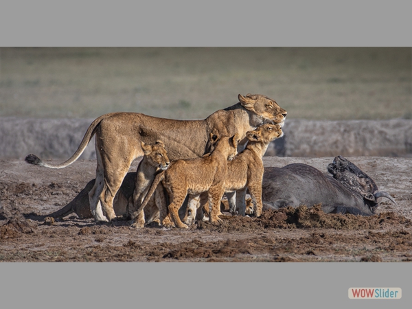 Feeding the Kids - Annie Nash - Highly Commended