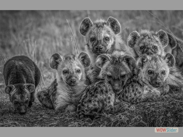 Inquisitive Young at Hyena Den - June Sparham - Glyn Edmund's Award (Mono Print)