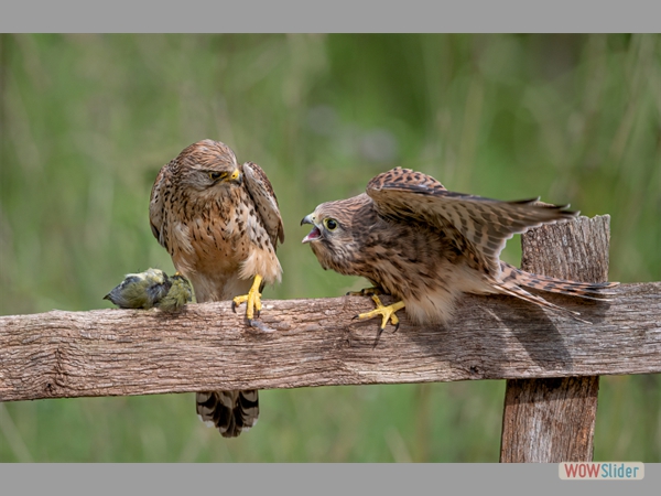 Juvenile Kestrel Begging for Food - Paul Smith - Highly Commended