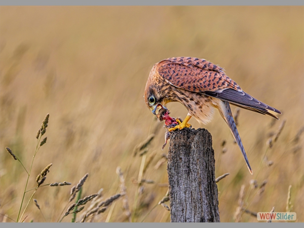 Kestrel on Feeding Post - John Hastings - Highly Commended