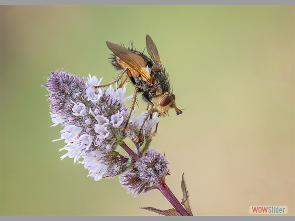 Nectaring Tachinid Fly-Christine Holt-Highly Commended