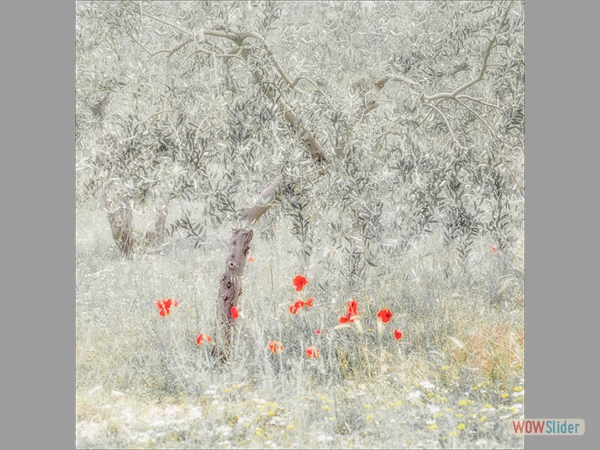 Selector Jean Brooks The Olive Grove Chris Thurston