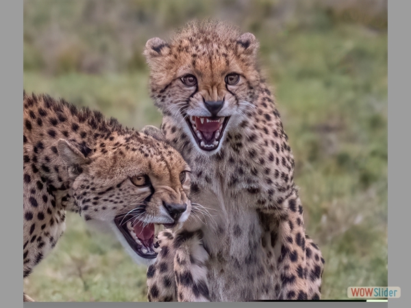 Warding off the Hyena - Liz Akers - Glyn Edmund's Award (Colour Print)