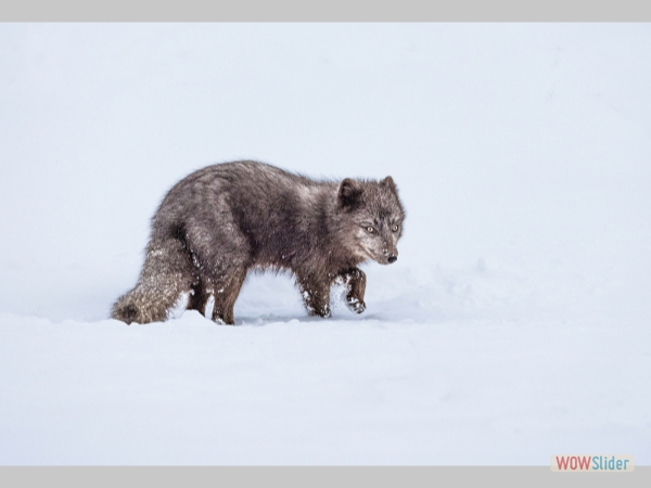 Arctic Fox in Snow - Annie Nash
