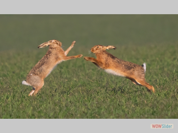 Brown Hares Preparing Confrontation - Charles Whitfield King