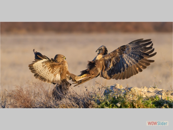 Buzzard and Marsh Harrier Dispute - Dawn Osbourn