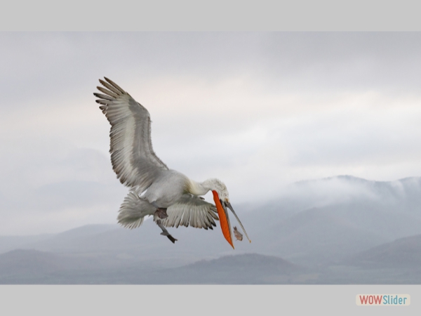 Dalmation Pelican Catching Fish - Carol Martin -Best Colour Print