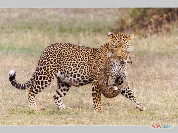 Leopard Mother Carries her Cub - Derek Howes