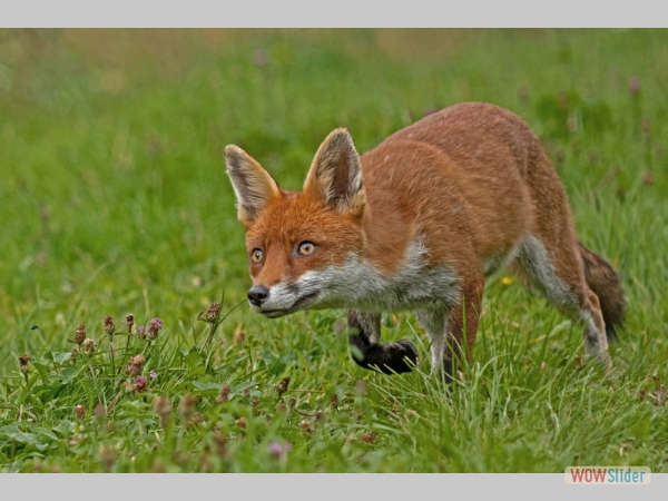 Red Fox - Glenda Taylor