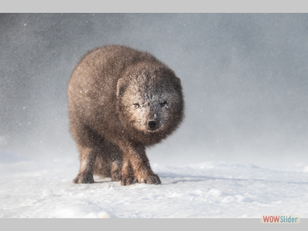 Wild Arctic Fox - Alison Jenkins
